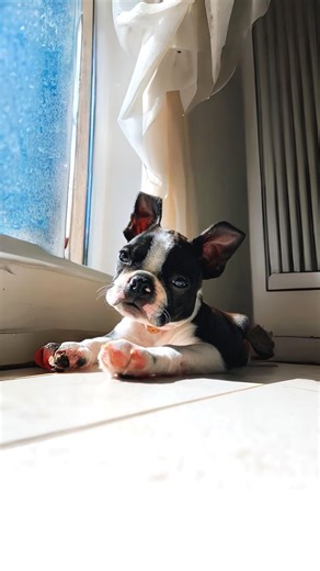 17K views · 135 reactions | Boston Terrier  Small Dog, Big Personality! | 1 Minute Animals Despite their compact size, Boston Terriers are brimming with a larger-than-life personality, making them wonderful companions for those seeking a pint-sized bundle of joy. #BostonTerrier #SmallButMighty #DogCompanions #PetLove #BreedPersonality | 1 Minute Animals | Facebook