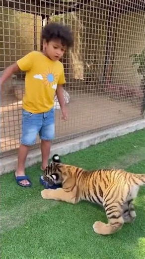 Tiger Cub Attack? 😱 | Zoo Moment Gone Wrong #denzel #wildlife #attack