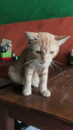 clip-3978369415-orange-cat-sitting-on-restaurant-dining-table