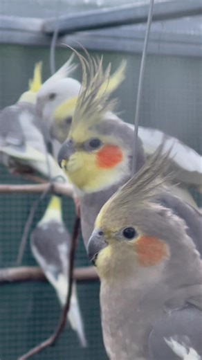 New quiz question: what’s the one thing every bird video needs (at least according to our weiros)? (Hint: watch out for grey fluff at the end.) #accessibility video description: camera focuses on one end of a group of six weiros sit closely together along a hanging branch. The birds are just chilling, and a couple take off one at a time. At the end, a fluffy grey blur fills the screen. | Little Beaks