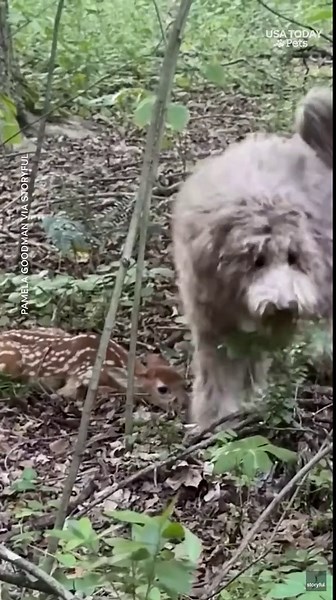 Dog stands over hidden fawn and somehow never sees it