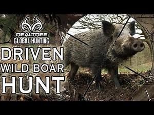 Wild Boar Hunt in the Czech Republic