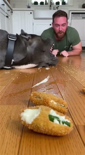 Jalapeño Popper Challenge TOO SPICY 😂🌶️ Cane Corso vs Human! #dogvshuman #canecorso #funnydogreels