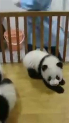 cute panda #cutebaby #reels #shorts #shortvideo #cuteanimals #funny