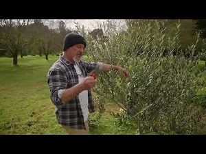 How to Shape & Prune Olive Trees