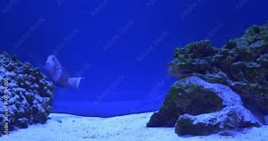 Acanthurus Triostegus And Acanthurus Olivaceus, Two Surgeonfishes Are Floating Around Coral Reef, Another Fish Appears