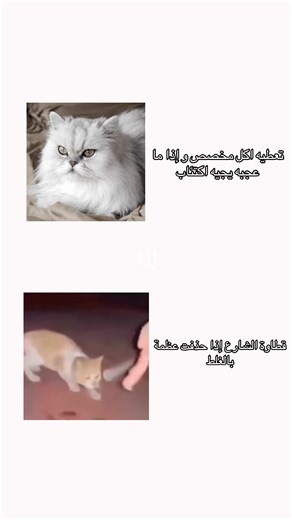 قطاوة الشارع: تجربة الطعام وتحليل سلوكها