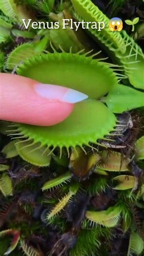 Venus Flytrap in Action #ViralPlants #PlantTok #VenusFlytrap #CarnivorousPlant