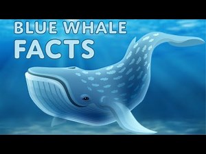 Blue Whale Facts And Information For Kids