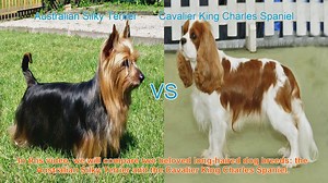 Comparing Australian Silky Terrier and Cavalier King Charles Spaniel