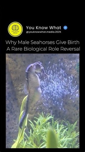 Male Pregnancy in Nature: The Biology of Seahorses