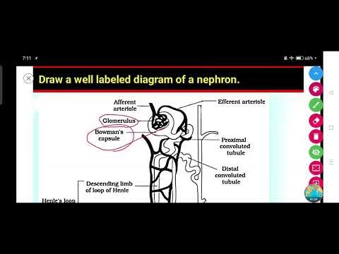 Draw a well labeled diagram of a nephron.