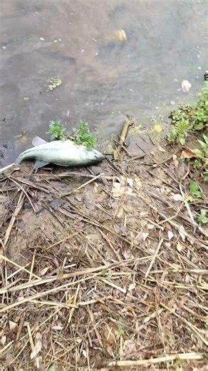 You Can't Park There 🤣🎣 #shortsfeed #fishing #bass #oklahoma #shorts #reelsublime #music