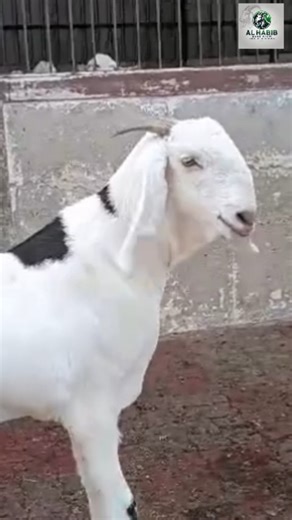 24 reactions | Stallion Status Activated – Al Habib Edition Royal frame • Heavy posture • True Marwadi presence. Not just a show goat — this one defines standard.  Al Habib Goat Farm  Premium Genetics | ✨ Stallion Class #AlHabibGoatFarm #MarwadiStallion #PremiumGoatBreed #GoatFarmingIndia #StallionFrame #BreedingQuality #ShowGoat #DesiGoatLovers #sirohigoat #PureMarwadi #GoatPassion #LivestockIndia #heavygoat #GoatFarmLife #sojatgoat | AL Habib Farm | Facebook