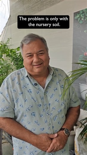 2.2K views · 7K reactions | Areca Palms are loved for their air...