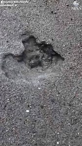 Astonishing sight as beachgoers capture footage of dozens of Loggerhead sea turtles hatching on the South Carolina shore. http://abcn.ws/2Bu5D1M | ABC News