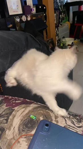 2.9K views · 137 reactions | Another of Poppy’s favourite things are...