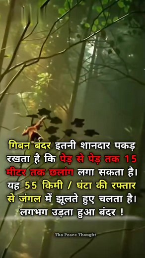 The Gibbon — The Flying Acrobats of the Jungle 🌿⚡ #Gibbon #JungleAcrobat #WildlifeFacts #IncredibleAnimals #TreeSwinging #NatureSpeed | Tha Peace Thought