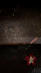 3.2K views · 119 reactions | Green with Envy.. this beautiful house had to be the perfect place to call Home  #exploremore #oldhouses #oldhouselove | Backroads 2 Abandoned | Facebook