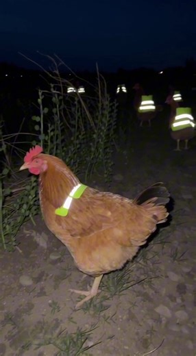 They just want Late-night supper #funy #idea #vlog | vlog