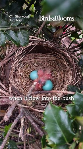 Baby robin and eggs in nest
