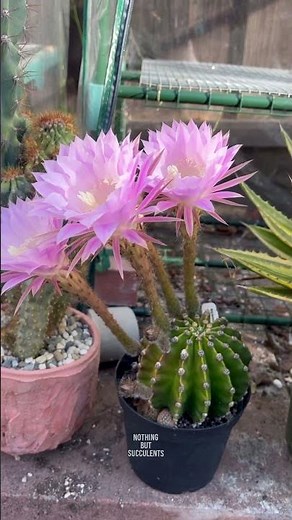 The giant pink blooms of the Easter Lily Cactus 🌸 #succulents #cactus #plants #flowers #cacti