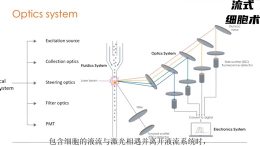 流式细胞术(第二讲)——液流系统，光学系统和电子系统的工作原理介绍