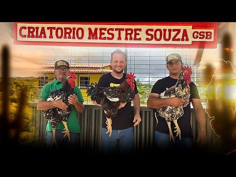 VISITEI O CRIATORIO DE GSB - GALINHA SERTANEJA BALAO DO MESTRE SOUSA