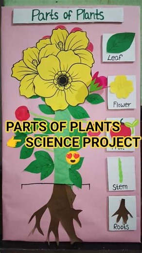 Plant Parts Model 🌸 | Class 1 Science Exhibition #scienceexhibition