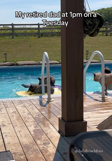 Dogs Swimming Safely with Lifejackets