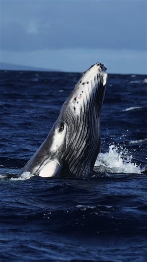 My favorite place in the entire world to watch whales, Maui Hawaii! | whales