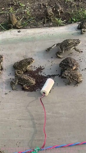 두꺼비 양식 먹이 움직임 장치! 활동성 먹이 공급
