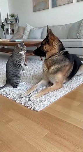 Cat vs German Shepherd: Epic Standoff—Who Dominates This Hilarious Battle? Must See!