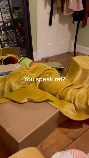 Rat Squeak: Hilarious Talking Rat Video