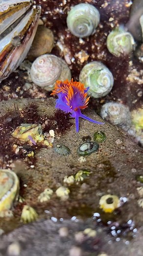 Discover the Colorful World of Nudibranchs in Marine Biology
