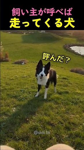 ❤️6 million❤️A dog that will come running whenever its owner calls