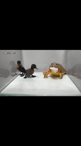 Bullfrog Eating Duck Rat | Insect Forest