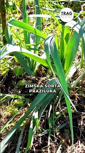 Spring Leek vs Winter Leek