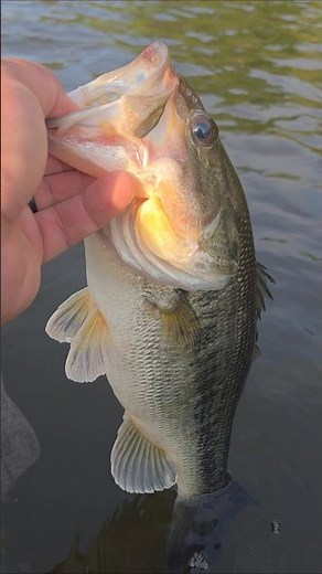Nice morning catch fish on Lake Murray SC!!! #fishing #bass #catchandrelease
