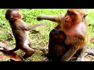 Poor lori ! Monkey FIGHT Lori even Amari nearby , Amari very angry Dana so much