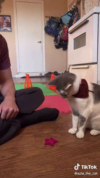 Teach Your Cat Cool Tricks with This Automatic Dog Feeder!