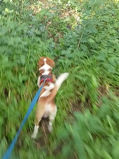 menjelajah tempat baru #dogs #dogoftiktok #puppies #dogsvideo #dog