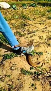 Russell,s viper bite 😱🐍 #snakes #snake #attack #bites #aggressive #short #shortsvideos #shorts #shortsreels #shortsfeed #reelsfypシ #viralpost2025 #animals #nature #wildlife | Shubham and Uma snake saver ranchi