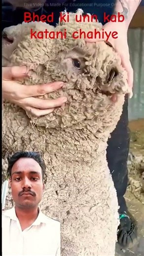 amazing facts #facts