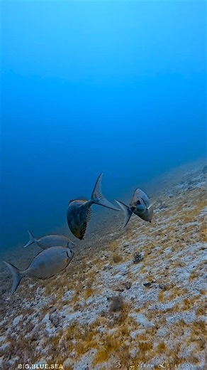 Joseph Leverton | Here are 5 interesting facts about rabbitfish (family Siganidae): 1. Venomous Spines: Rabbitfish have venomous spines on their dorsal,... | Instagram