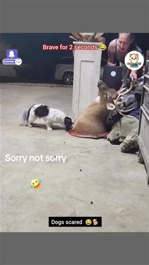 Funniest Dog reactions ever caught on camera 😂 | Dogs vs Fear | Funny reactions, Expressions & chaos