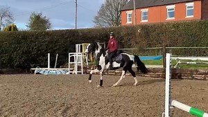 6K views · 78 reactions | High Offley Colour Of Money Exciting young stallion standing at stud for 2024, pedigree includes Kannan, Nabab de Revem, Action Breaker, Quidan de Revel, Heartbreaker & Arab van het Molenhof. Placed 2nd in the 4 year national championships at Bolesworth castle. 07811 329229 highoffleystud@yahoo.co.uk | Coloured Stallions | Facebook