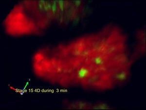 File:Progressive-Polycomb-Assembly-on-H3K27me3-Compartments-Generates-Polycomb-Bodies-with-pgen.1002465.s015.ogv - Wikimedia Commons