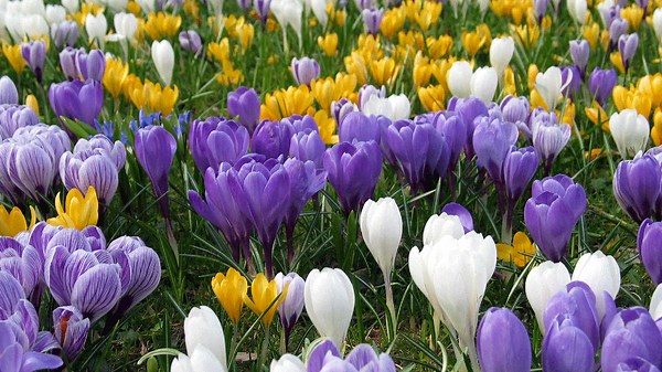 Plant These 9 Bulbs Now For A Stunning Spring Blooms Next Year