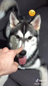 667K views · 16K reactions | Primeiro tutorial de como ligar o modo turbo do seu cachorro | Cãomédia | Facebook